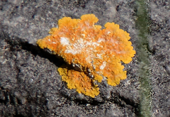 Caloplaca eugyra