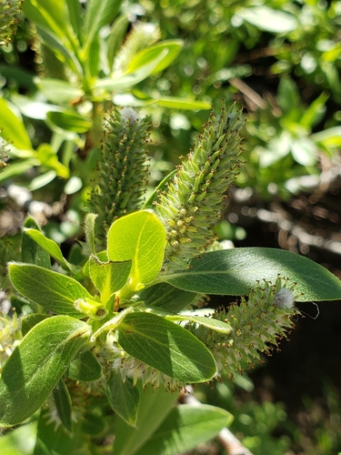 Image of Salix eastwoodiae by (c) Heather Mazzaccaro, some rights reserved (CC BY)