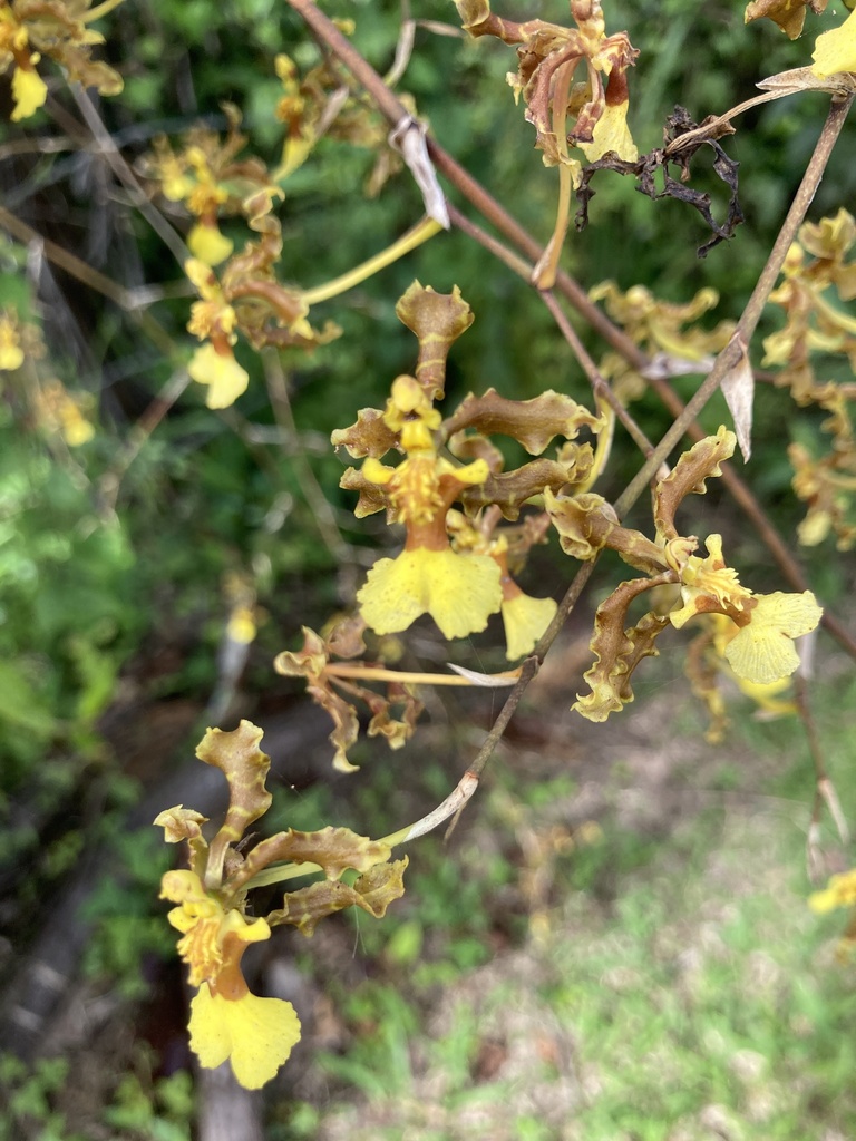 Wydler's dancing-lady orchid