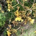 Oncidium altissimum - Photo 由 Omar Monzon Carmona 所上傳的 (c) Omar Monzon Carmona，保留部份權利CC BY-NC