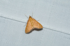 Ecpyrrhorrhoe puralis