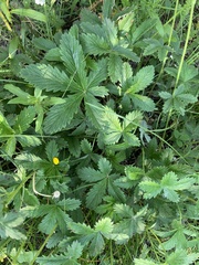 Potentilla pulcherrima