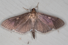 Herpetogramma sphingealis