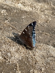 Charaxes guderiana guderiana