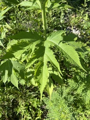 Napaea dioica