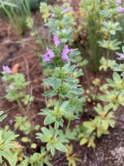 Lamium amplexicaule orientale