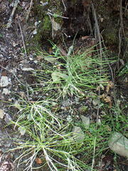 Equisetum arvense image
