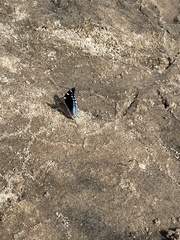 Charaxes guderiana guderiana