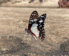 Graphium schaffgotschi