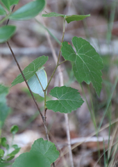 Vitis berlandieri