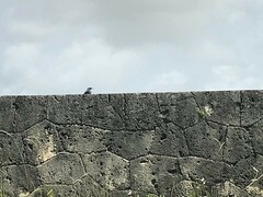 Monticola solitarius