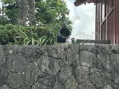 Monticola solitarius