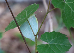 Vitis berlandieri