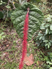 Coccoloba rugosa