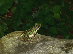 Odorrana tianmuii