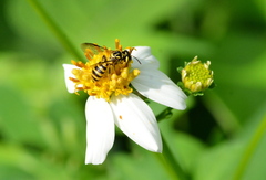 Ceratina fuliginosa
