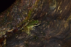 Odorrana tianmuii