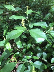 Ditrysinia fruticosa