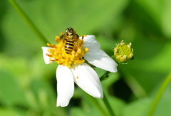 Ceratina fuliginosa