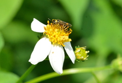 Ceratina fuliginosa