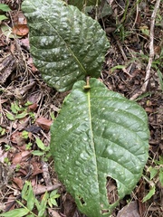 Coccoloba rugosa