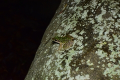 Odorrana tianmuii