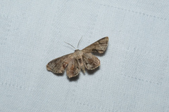 Phazaca leucocera