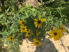Coreopsis major