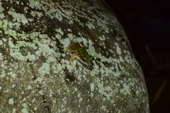 Odorrana tianmuii