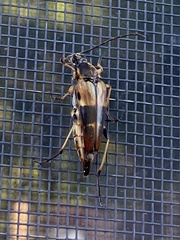 Etorofus obliteratus