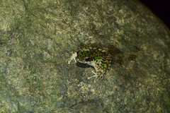 Odorrana tianmuii