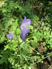 Campanula persicifolia