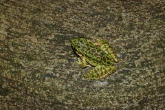 Odorrana tianmuii