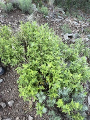 Ageratina herbacea