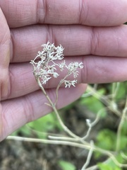 Ageratina herbacea