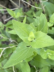 Ageratina herbacea