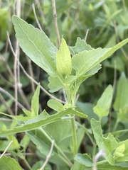 Ageratina herbacea