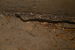 Trimerodytes annularis