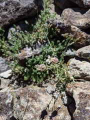 Silene sargentii