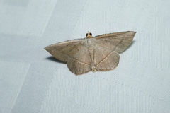 Plesiomorpha flaviceps