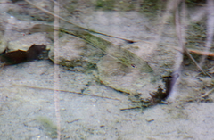 Micropterus treculii