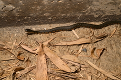 Trimerodytes annularis