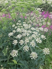 Heracleum sphondylium
