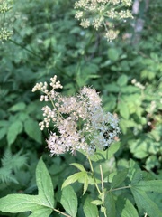 Filipendula ulmaria