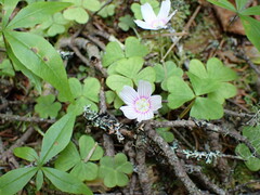 Oxalis montana image