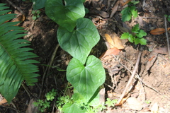 Marah oregana
