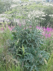 Heracleum sphondylium
