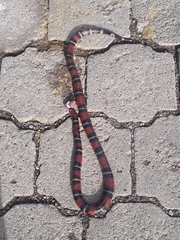 Lampropeltis abnorma