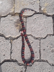 Lampropeltis abnorma