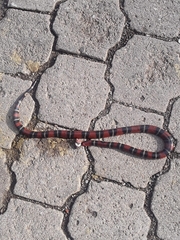 Lampropeltis abnorma
